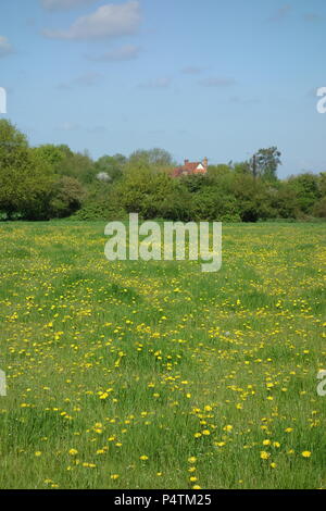 Fernsicht auf Dächern von Bauernhaus Shellow Bowells Essex über Felder der Butterblumen im Frühsommer gesehen Stockfoto