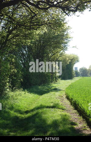 Sicht auf St Christophers Kirche Willingale Essex UK aus Essex, Pfad neben hohen Hecke und reifenden Kornfeld im frühen Sommer Sonnenschein Stockfoto