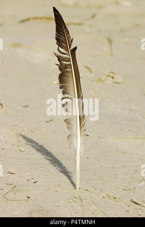 Eine Möwe Feder in den Sand stecken, als wenn vorbereitet, um eine Nachricht zu schreiben. Stockfoto