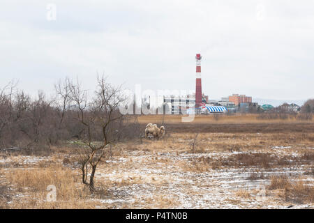 Kamel grasen in den Vororten von Anapa im Winter auf dem Hintergrund von TPP, die Region Krasnodar, Russland Stockfoto