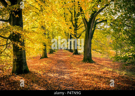 Waldweg von Buchen im Herbst Stockfoto