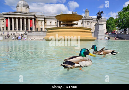 Stockenten (Anas platyrhynchos) in einem der Brunnen am Trafalgar Square, London, England, UK. Stockfoto