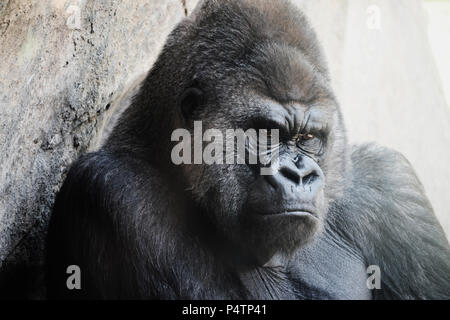 Silverback Gorilla Stockfoto