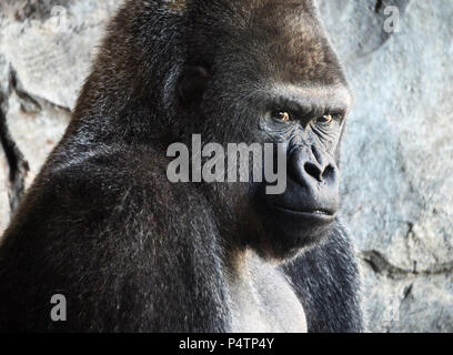 Männliche Silverback Gorilla Stockfoto
