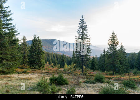 Apuseni Naturpark Sonnenuntergang Blick tief in den Pinienwald. Natur mit Bergen, Wald & Wandern bewahren Trails im Apuseni, Arieseni, Rumänien. Stockfoto