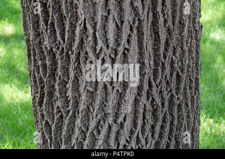 Baumrinde Textur mit Gras Hintergrund Stockfoto