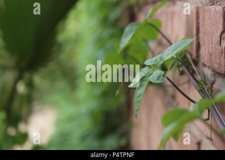 Morning Glory Anlage auf dem Hintergrund erzeugt einen schönen grünen Thema Stockfoto