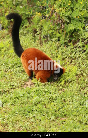 Roter Vari-Varecia rubra Stockfoto