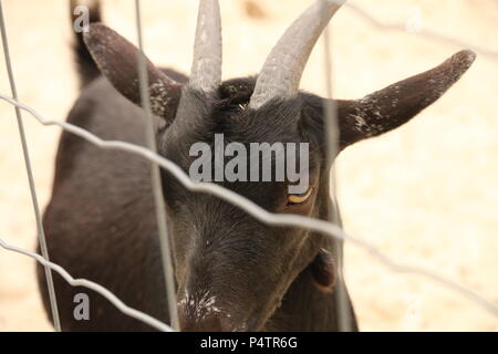 West African Pygmy goat - Capra Hircus hircus Stockfoto