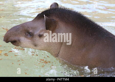 Lowland Tapir - Tapirus terrestris Stockfoto