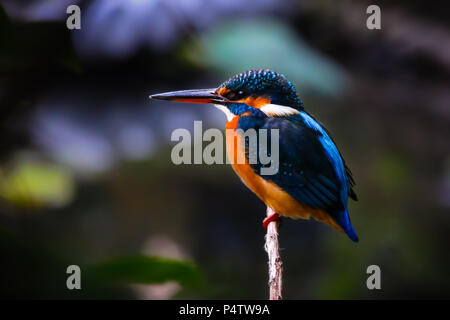 Vogel Kingfisher Entspannen auf einem Brunch Stockfoto