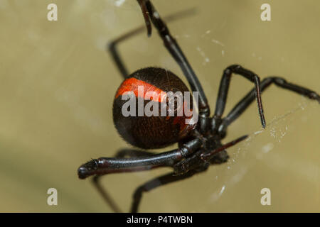 Red-backed Spider Stockfoto