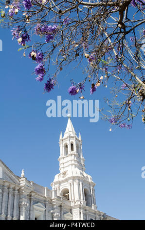 Basilika Kathedrale von Arequipa und Jacarandas Stockfoto