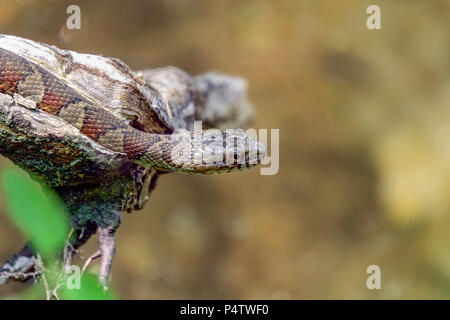Northern Wasser Schlange (nerodia sipedon) Stockfoto