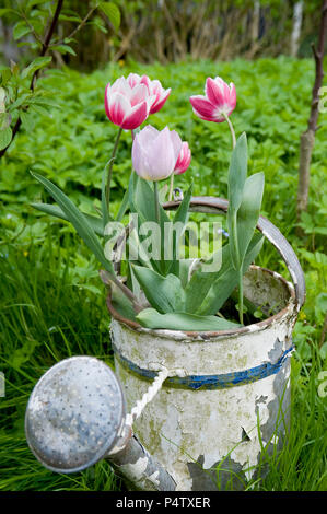 Deutschland, Hamburg, Altes Land, Tulpen in rostigen Gießkanne im Garten Stockfoto