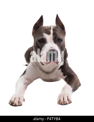 Die amerikanische Grube Stier Terrier liegt auf einem weißen Hintergrund im Studio. Stockfoto