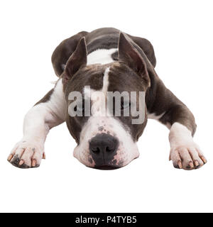 Die amerikanische Grube Stier Terrier liegt auf einem weißen Hintergrund im Studio. Stockfoto