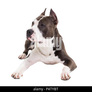 Die amerikanische Grube Stier Terrier liegt auf einem weißen Hintergrund im Studio. Stockfoto