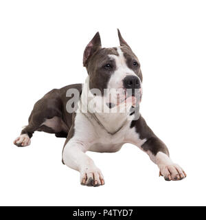 Die amerikanische Grube Stier Terrier liegt auf einem weißen Hintergrund im Studio. Stockfoto