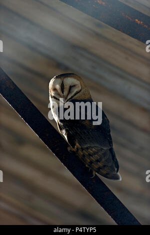 Barn owl mit geschlossenen Augen die Kamera Portrait sitzen auf Strahl in Scheune osten Falklandinseln Falklandinseln Stockfoto