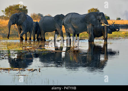 Afrika, Namibia, Bwabwata National Park, Kwando Fluss, Herde von Elefanten, Loxodonta Africana Stockfoto