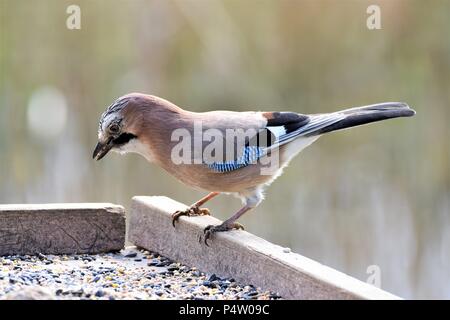 Ein Vogel, ist weit von geselligen und sehr Schutz Ihrer persönlichen Raum. Stockfoto