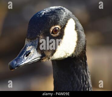 Ein Vogel, ist weit von geselligen und sehr Schutz Ihrer persönlichen Raum. Stockfoto