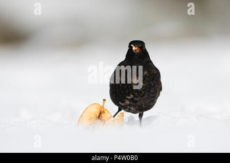 Ein männlicher gemeinsame Amsel (Turdus merula) essen Apple im Garten bei starkem Schneefall, Kildary, Schottland, Großbritannien Stockfoto