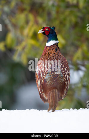 Ein männlicher Gemeinsame Fasan (Phasianus colchicus), auf der Suche nach Essen im Garten in tiefem Schnee, Kildary, Schottland, Großbritannien Stockfoto