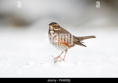 Eine Rotdrossel (Turdus Iliacus) auf der Suche nach Essen im Garten bei starkem Schneefall, Kildary, Invergordon, Schottland, Großbritannien Stockfoto