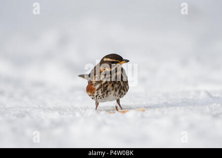 Eine Rotdrossel (Turdus Iliacus) Fütterung auf Apple im Garten bei starkem Schneefall, Kildary, Invergordon, Schottland, Großbritannien Stockfoto