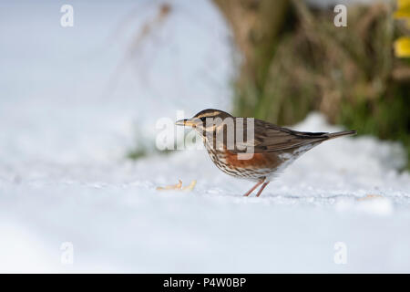 Eine Rotdrossel (Turdus Iliacus) Fütterung auf Apple im Garten bei starkem Schneefall, Kildary, Invergordon, Schottland, Großbritannien Stockfoto