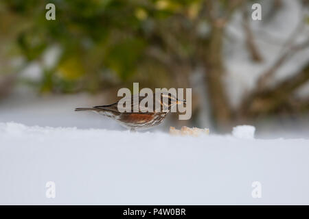 Eine Rotdrossel (Turdus Iliacus) Fütterung auf Apple im Garten bei starkem Schneefall, Kildary, Invergordon, Schottland, Großbritannien Stockfoto