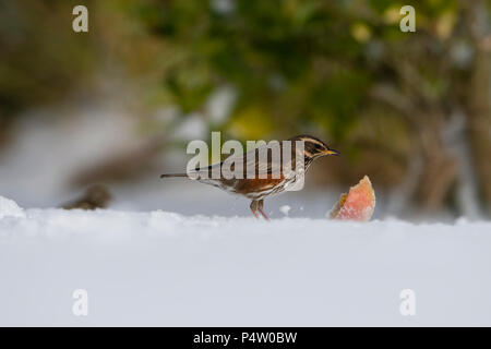 Eine Rotdrossel (Turdus Iliacus) Fütterung auf Apple im Garten bei starkem Schneefall, Kildary, Invergordon, Schottland, Großbritannien Stockfoto