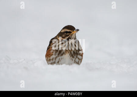 Eine Rotdrossel (Turdus Iliacus) auf der Suche nach Essen im Garten bei starkem Schneefall, Kildary, Invergordon, Schottland, Großbritannien Stockfoto