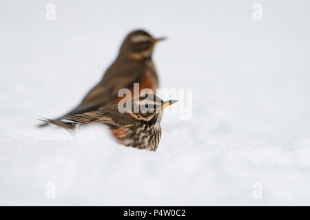 Eine Rotdrossel (Turdus Iliacus) auf der Suche nach Essen im Garten bei starkem Schneefall, Kildary, Invergordon, Schottland, Großbritannien Stockfoto