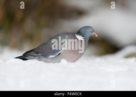 Gemeinsame Ringeltaube, Columba Palumbus, im Garten im Schnee, Kildary, Invergordon, Schottland, Großbritannien Stockfoto