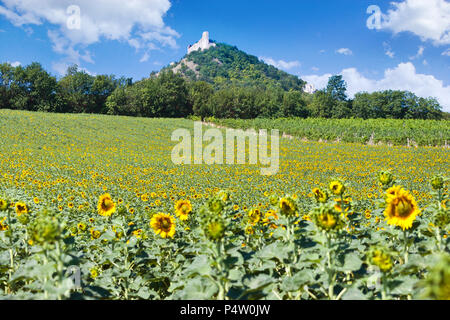 Zřícenina hradu Děvičky, LANDSCHAFTSSCHUTZGEBIETES Pálava, Jizni Morava, Ceska Republika/Ruinen von Devicky schloss, Palava Region, Südmähren, Tschechische Republik Stockfoto