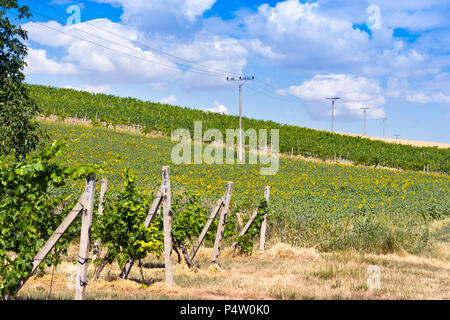 Zřícenina hradu Děvičky, vinice, LANDSCHAFTSSCHUTZGEBIETES Pálava, Jizni Morava, Ceska Republika/Ruinen von Devicky Burg und Weinberge, Palava Region, Südmähren, Cze Stockfoto