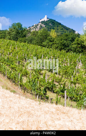 Zřícenina hradu Děvičky, vinice, LANDSCHAFTSSCHUTZGEBIETES Pálava, Jizni Morava, Ceska Republika/Ruinen von Devicky Burg und Weinberge, Palava Region, Südmähren, Cze Stockfoto