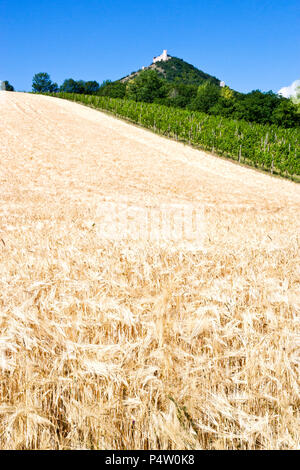 Zřícenina hradu Děvičky, vinice, LANDSCHAFTSSCHUTZGEBIETES Pálava, Jizni Morava, Ceska Republika/Ruinen von Devicky Burg und Weinberge, Palava Region, Südmähren, Cze Stockfoto