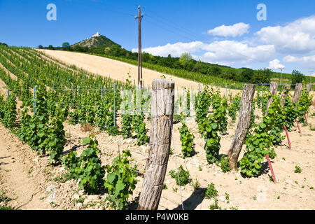 Zřícenina hradu Děvičky, vinice, LANDSCHAFTSSCHUTZGEBIETES Pálava, Jizni Morava, Ceska Republika/Ruinen von Devicky Burg und Weinberge, Palava Region, Südmähren, Cze Stockfoto