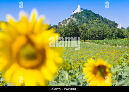 Zřícenina hradu Děvičky, LANDSCHAFTSSCHUTZGEBIETES Pálava, Jizni Morava, Ceska Republika/Ruinen von Devicky schloss, Palava Region, Südmähren, Tschechische Republik Stockfoto