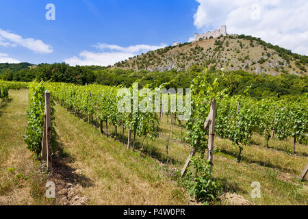 Zřícenina hradu Děvičky, vinice, LANDSCHAFTSSCHUTZGEBIETES Pálava, Jizni Morava, Ceska Republika/Ruinen von Devicky Burg und Weinberge, Palava Region, Südmähren, Cze Stockfoto