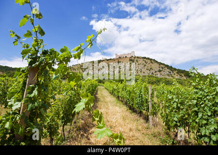 Zřícenina hradu Děvičky, vinice, LANDSCHAFTSSCHUTZGEBIETES Pálava, Jizni Morava, Ceska Republika/Ruinen von Devicky Burg und Weinberge, Palava Region, Südmähren, Cze Stockfoto