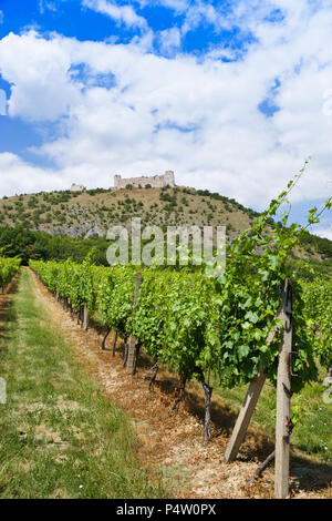 Zřícenina hradu Děvičky, vinice, LANDSCHAFTSSCHUTZGEBIETES Pálava, Jizni Morava, Ceska Republika/Ruinen von Devicky Burg und Weinberge, Palava Region, Südmähren, Cze Stockfoto