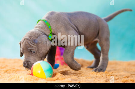 Deutsche Dogge Welpen spielen mit einem Ball auf dem Sand Stockfoto