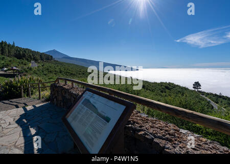 Wolken unten Baumgrenze, Corona Forestal, Nationalpark Teide, Teneriffa, Kanarische Inseln, Spanien Stockfoto