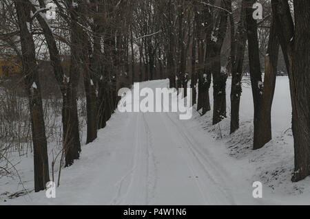 Landstraße unter Bäumen mit viel Schnee im Winter Stockfoto