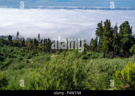 Wolken unten Baumgrenze, Corona Forestal, Nationalpark Teide, Teneriffa, Kanarische Inseln, Spanien Stockfoto